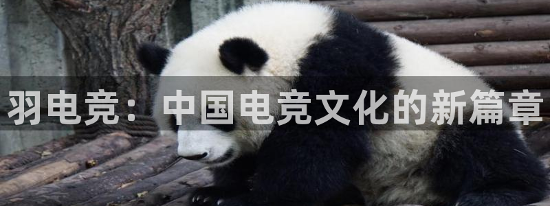 乐竞电竞app官方下载